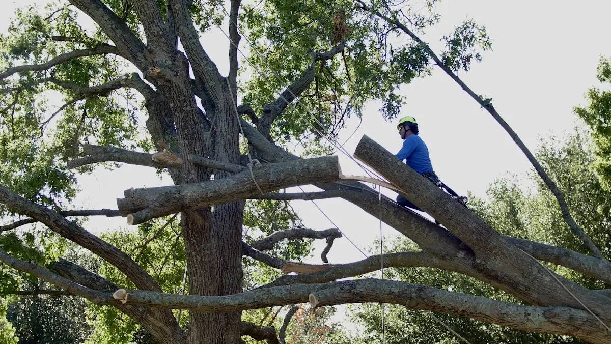 Professional Crown Thinning performed by certified arborists in Ashton